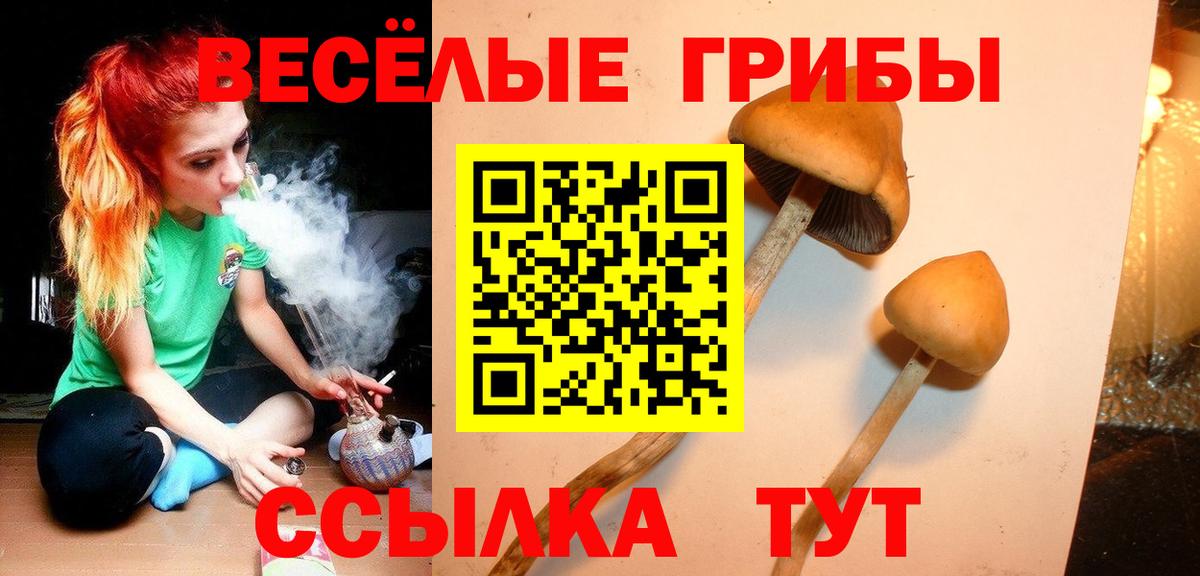 Псилоцибиновые грибы Psilocybe  Вход с VPN  Псилоцибиновые грибы Cubensis  Волжск 